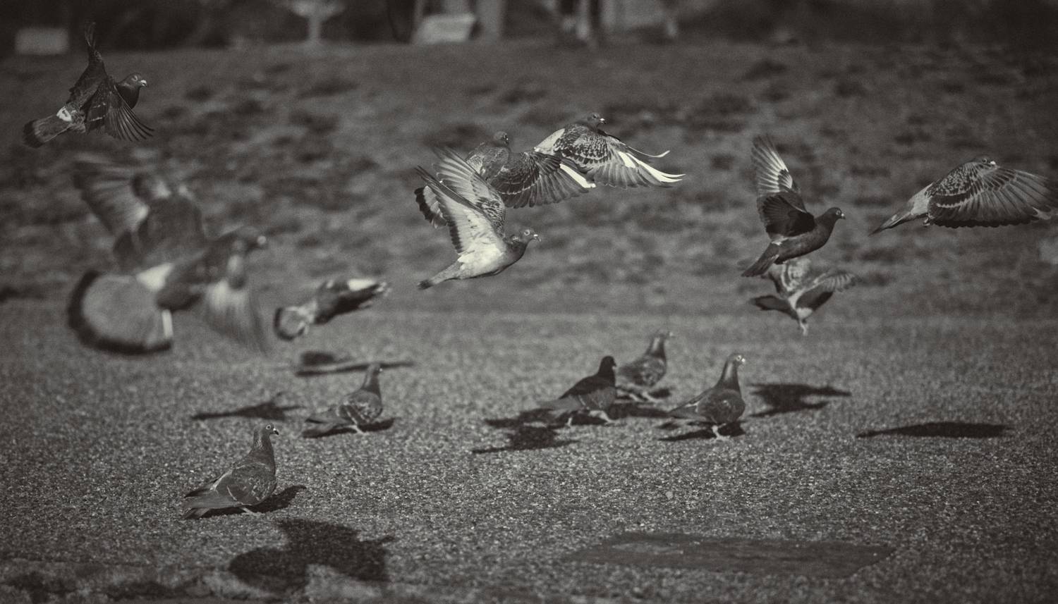Flying Doves