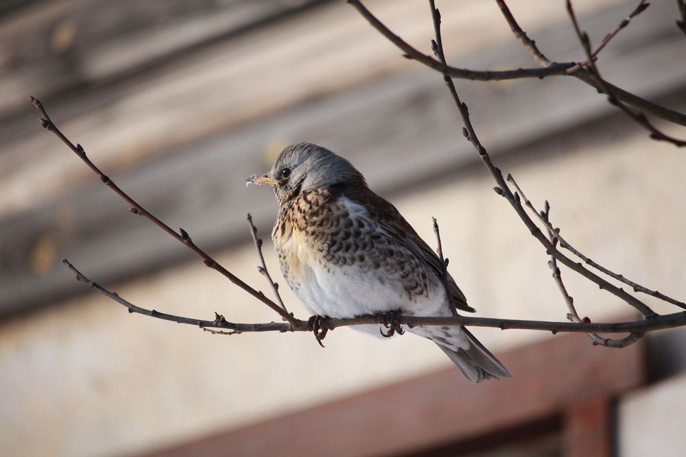 Photo #13693575
