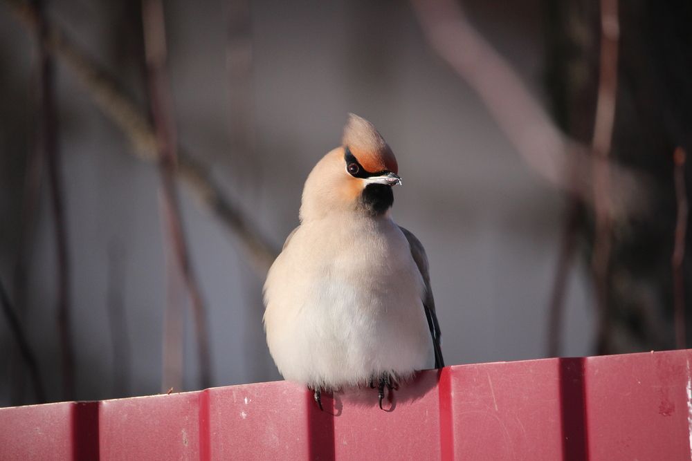 Photo #13693576
