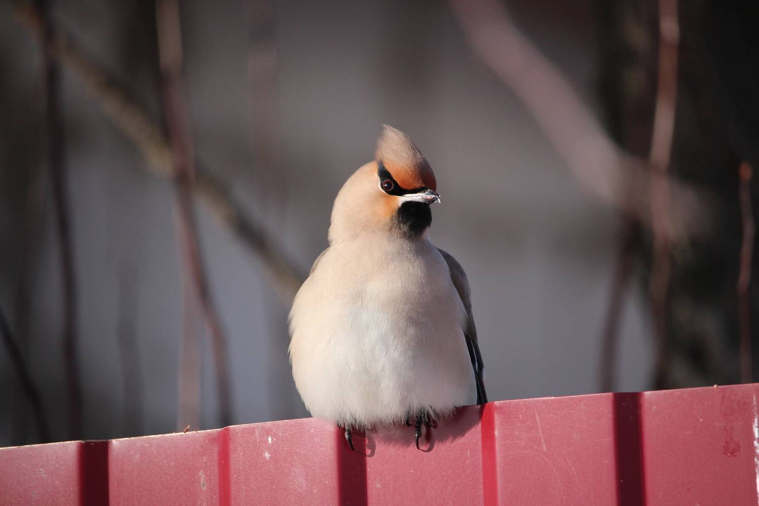 Photo #13693576