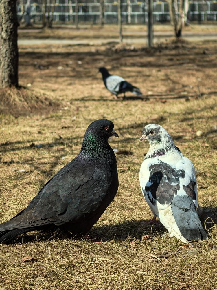 Photograph by Елена Шляхова