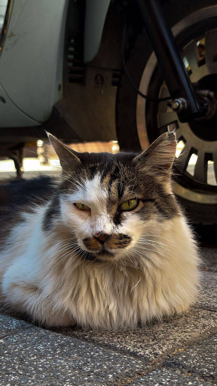 The Street Gentleman