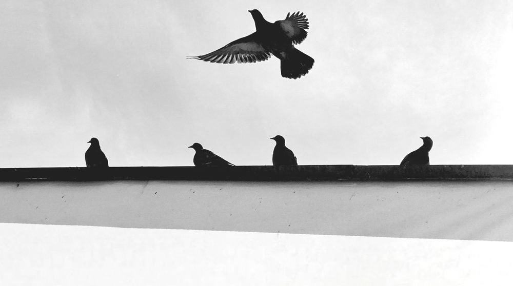 Photo #13693791