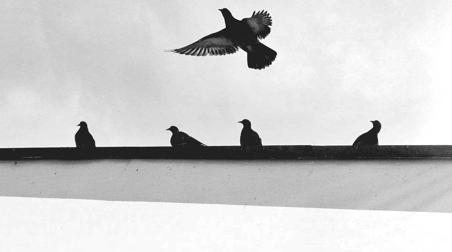 Photo #13693791