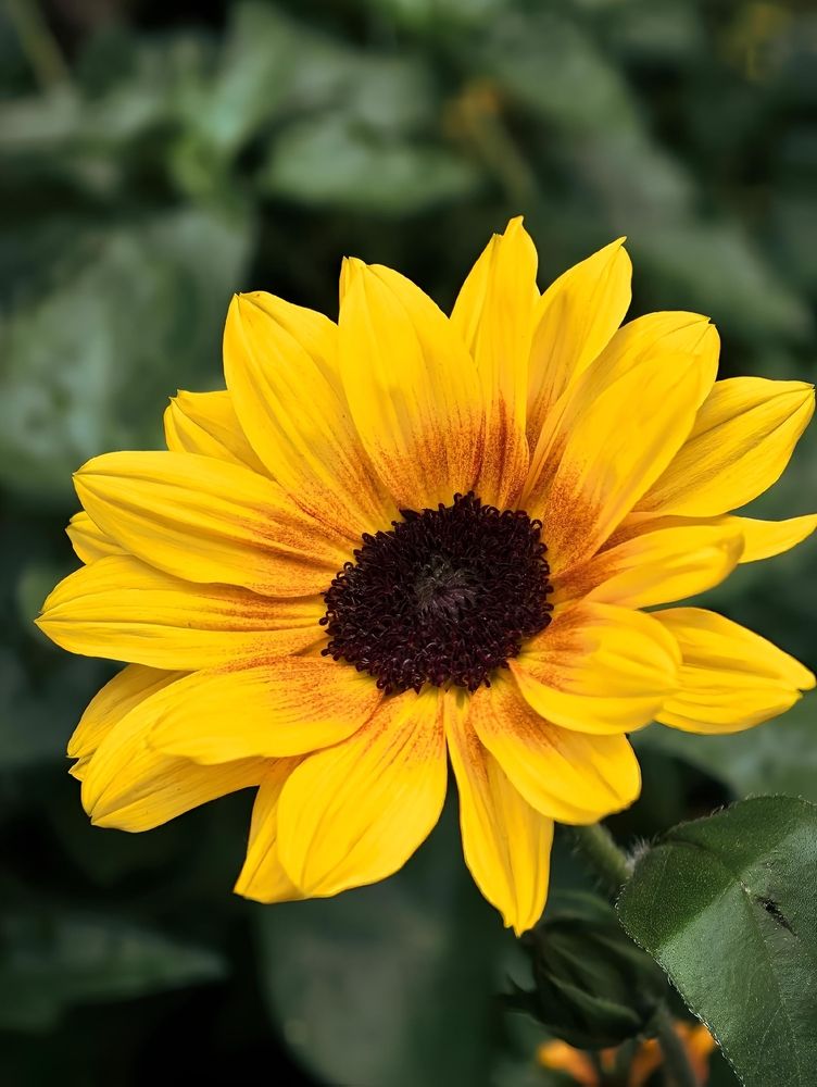 Golden Radiance