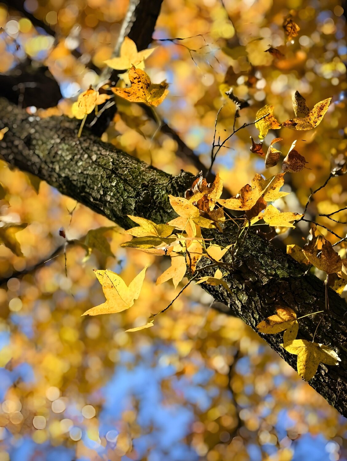 Autumn Lace