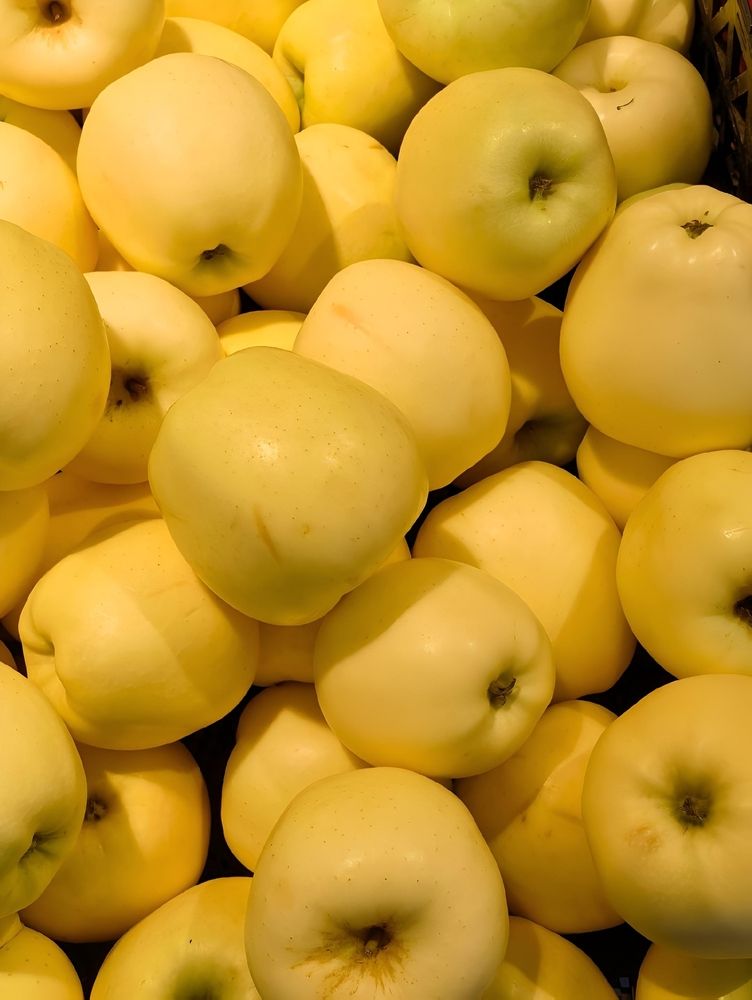 Harvets of Gold