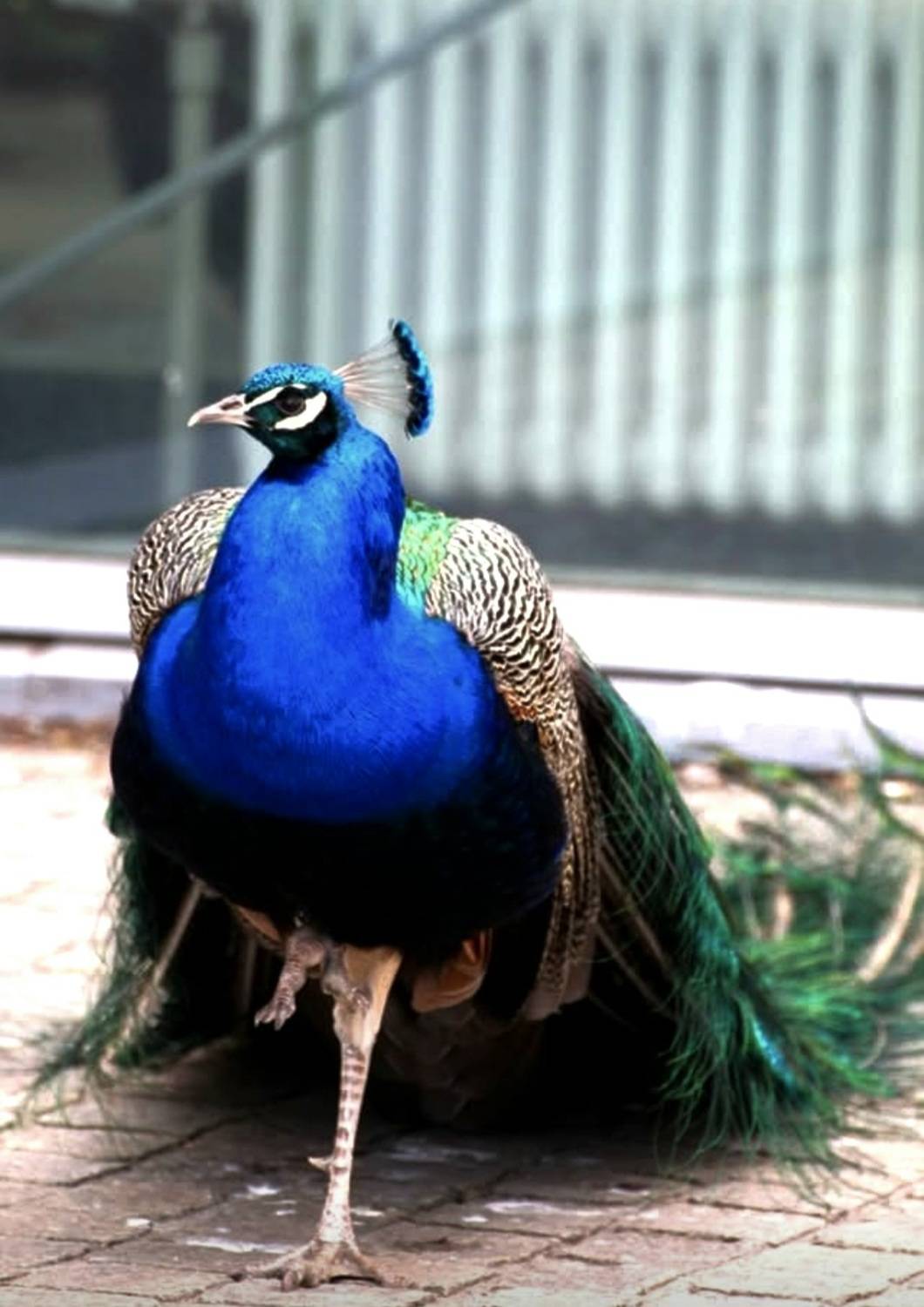 Metropolitan Peacock