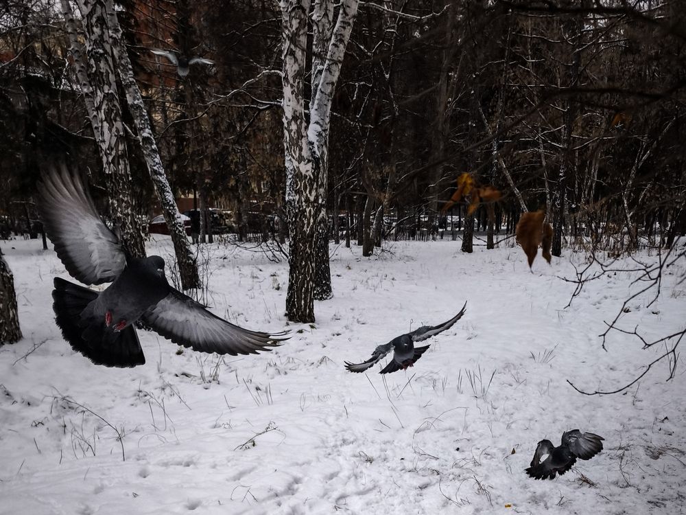 Photograph by Наталья Веселкина