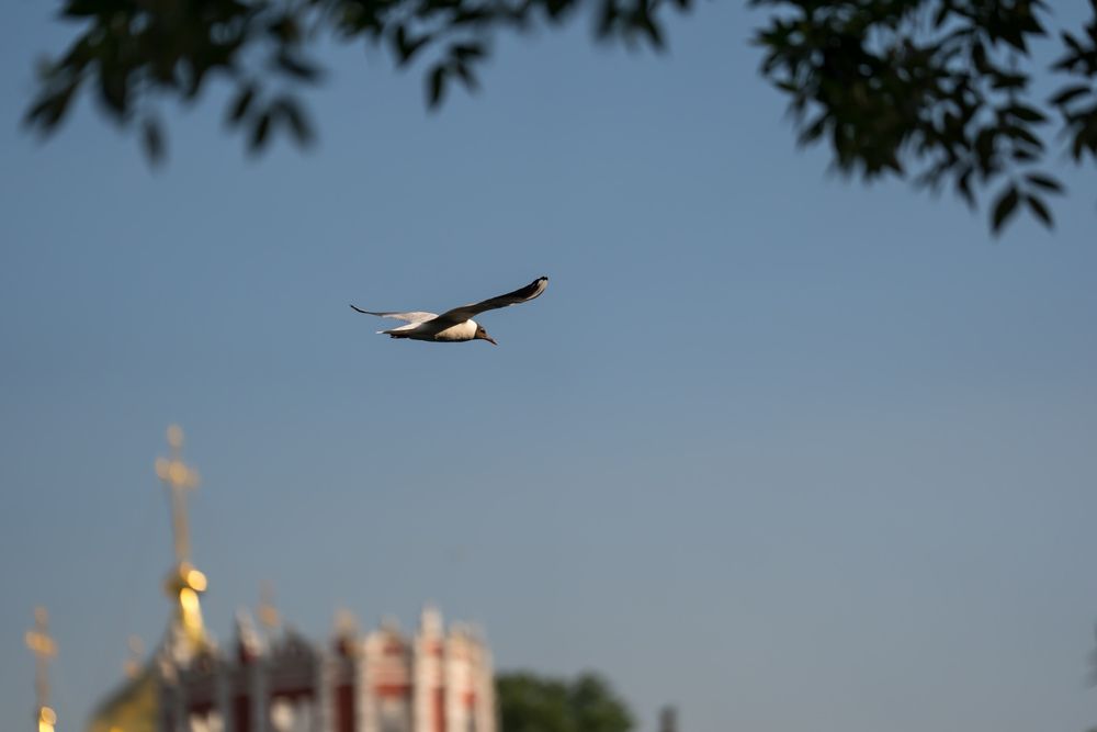 Jonathan Livingston