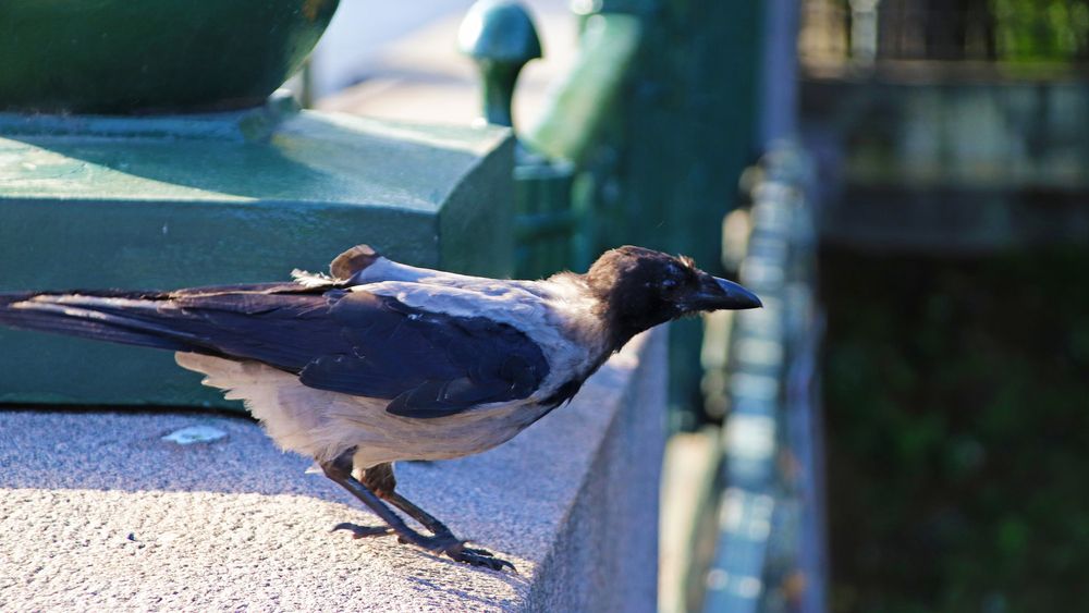 Photo #13694226
