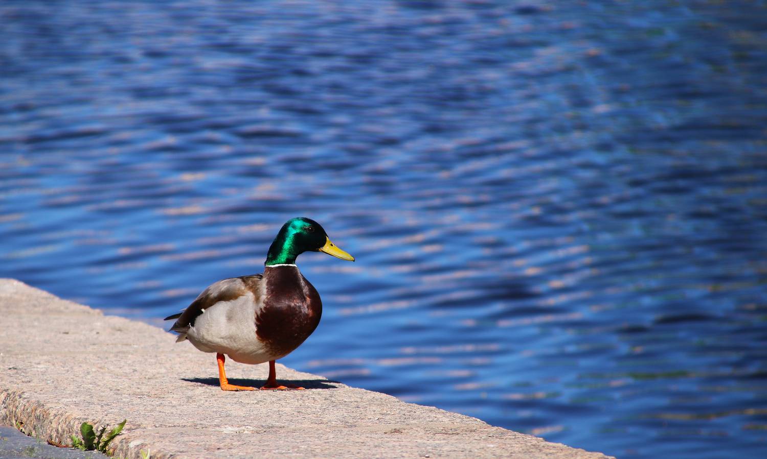 Photo #13694228