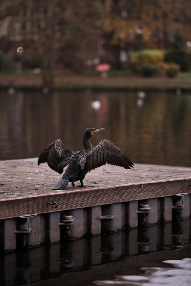 Photo #13694442