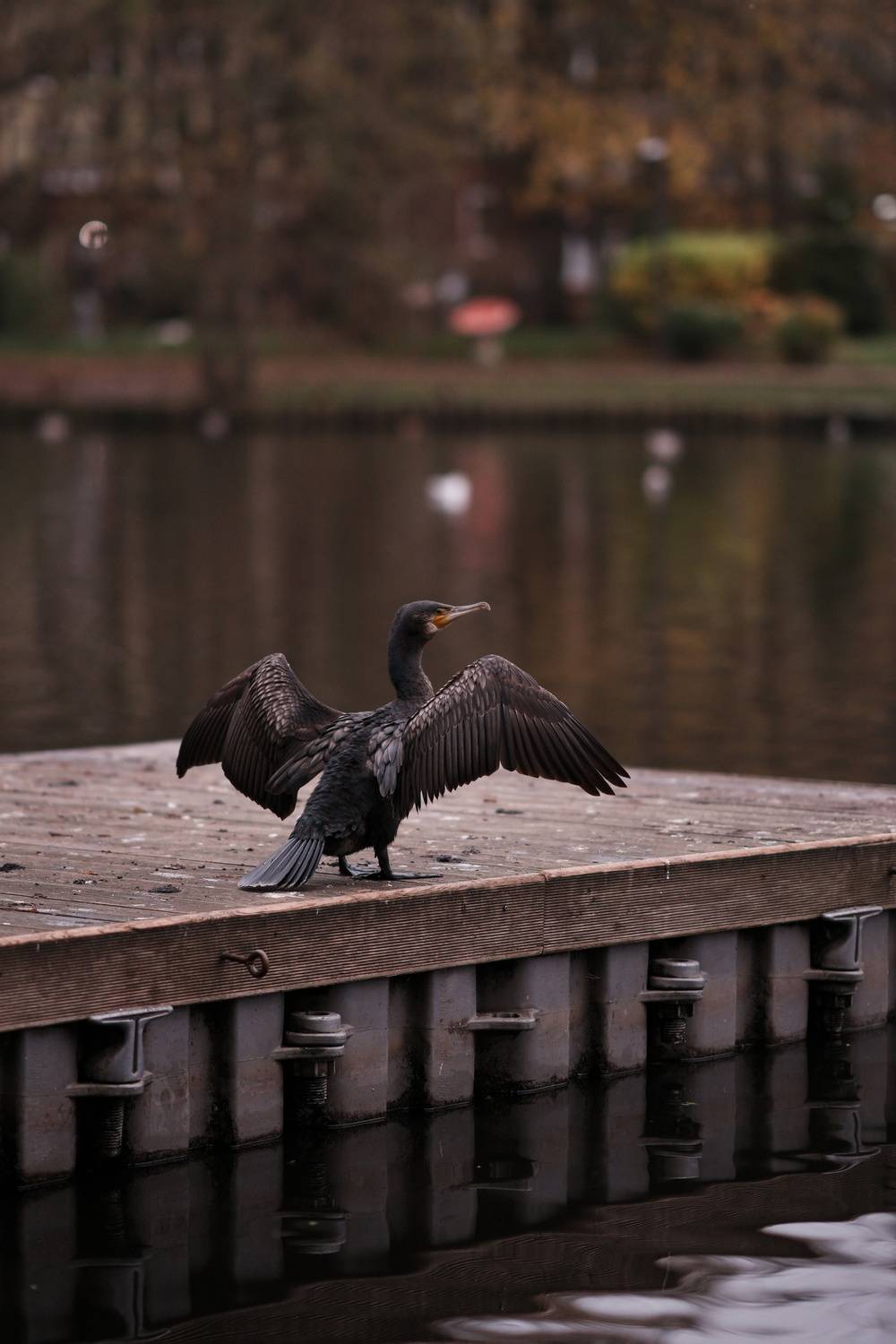 Photo #13694442