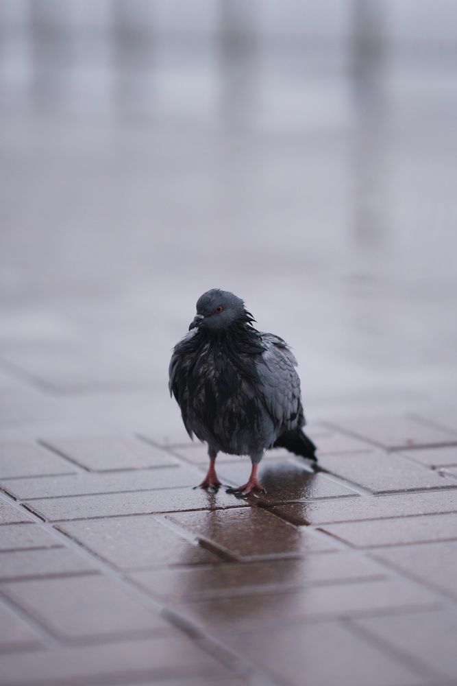 Photograph by Анастасия Пьянкова