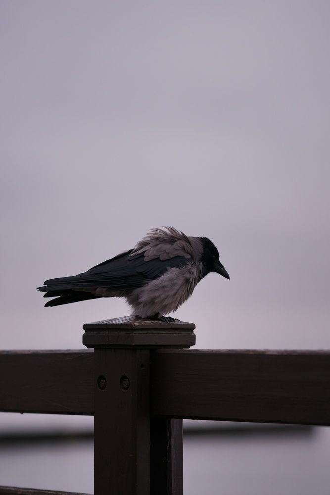 Photo #13694454