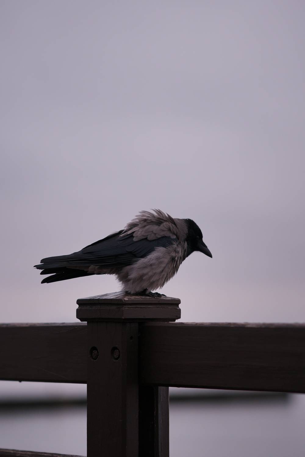 Photo #13694454