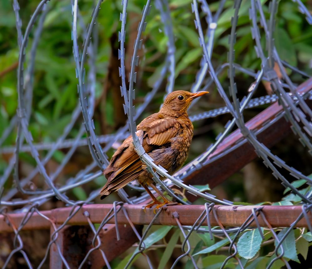 Photograph by Arnab Hazra