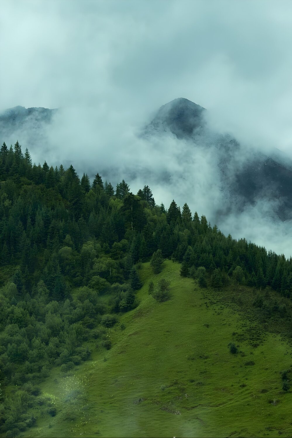 Where the Forest Meets the Clouds Where the Forest Meets the Clouds