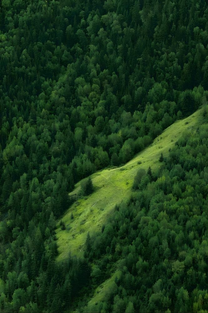 Where the Forest Breathes
