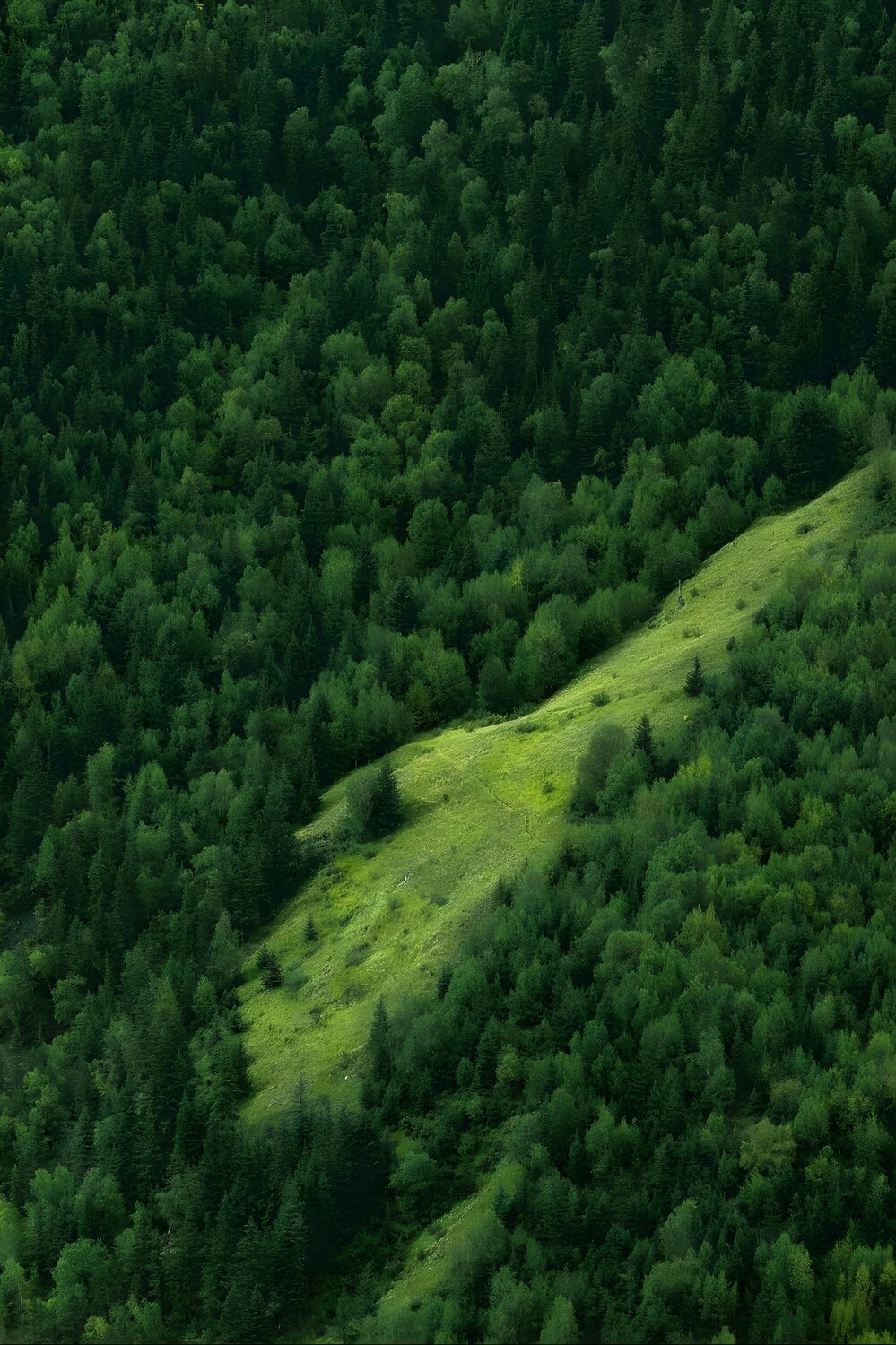 Where the Forest Breathes