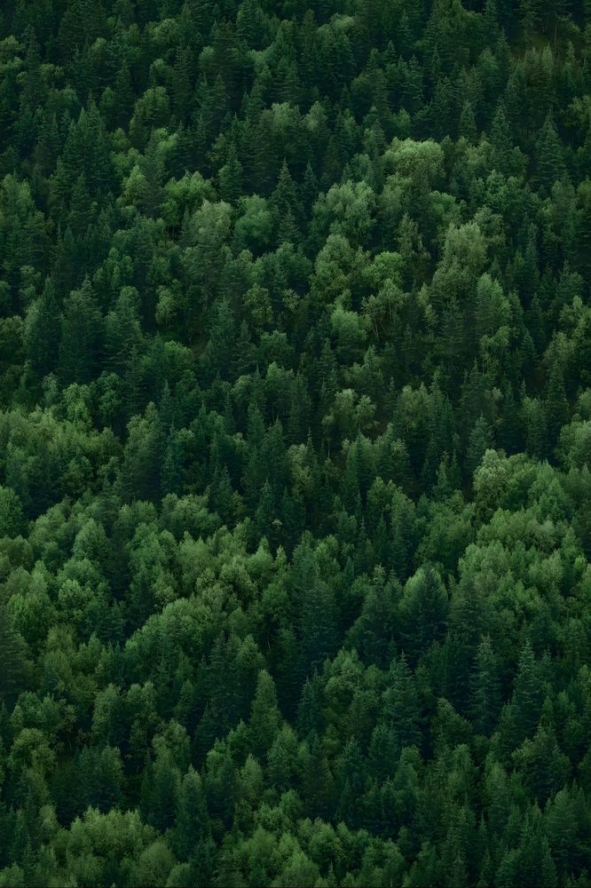 Endless Canopy