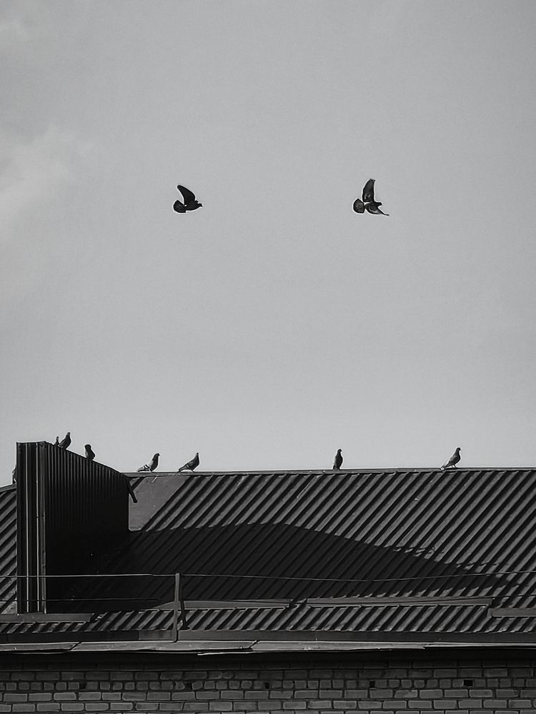Photo #13694523