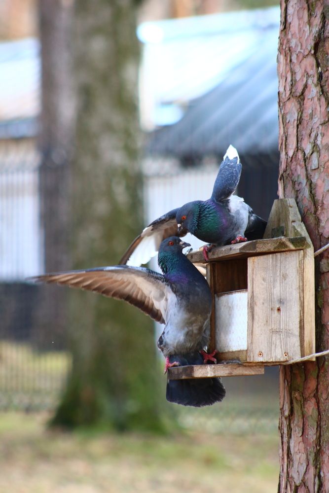 Photo #13694576
