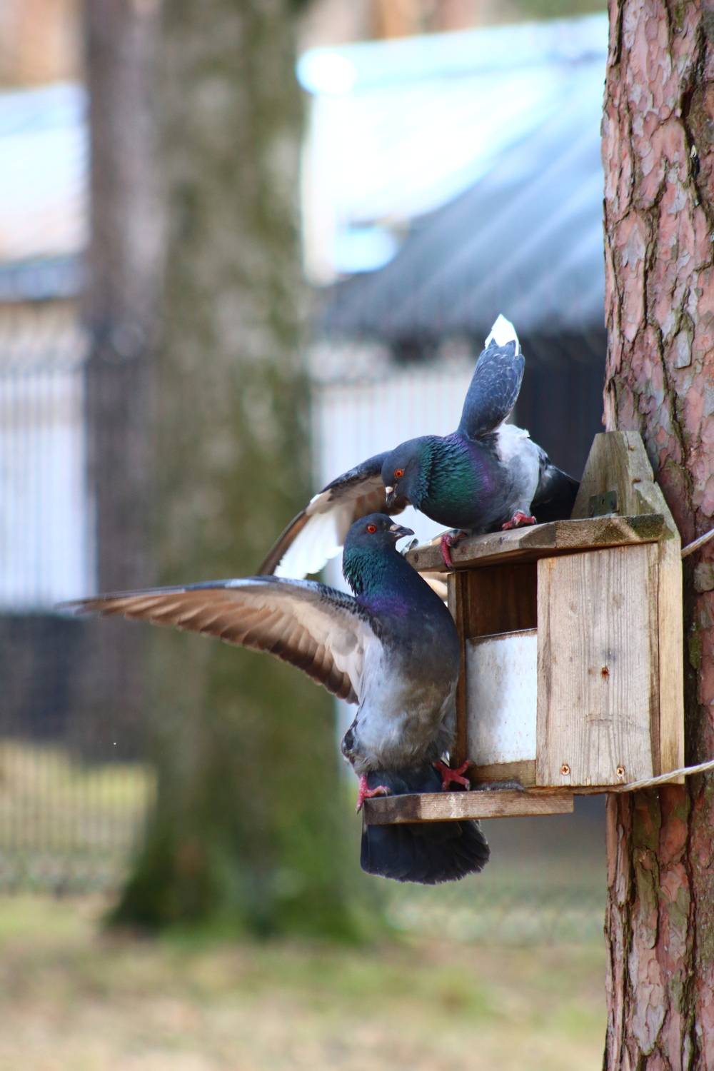 Photo #13694576