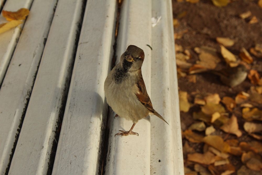 Photo #13694622