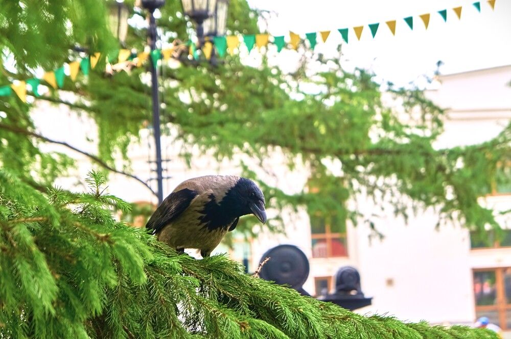 Photograph by Елена Гоосен
