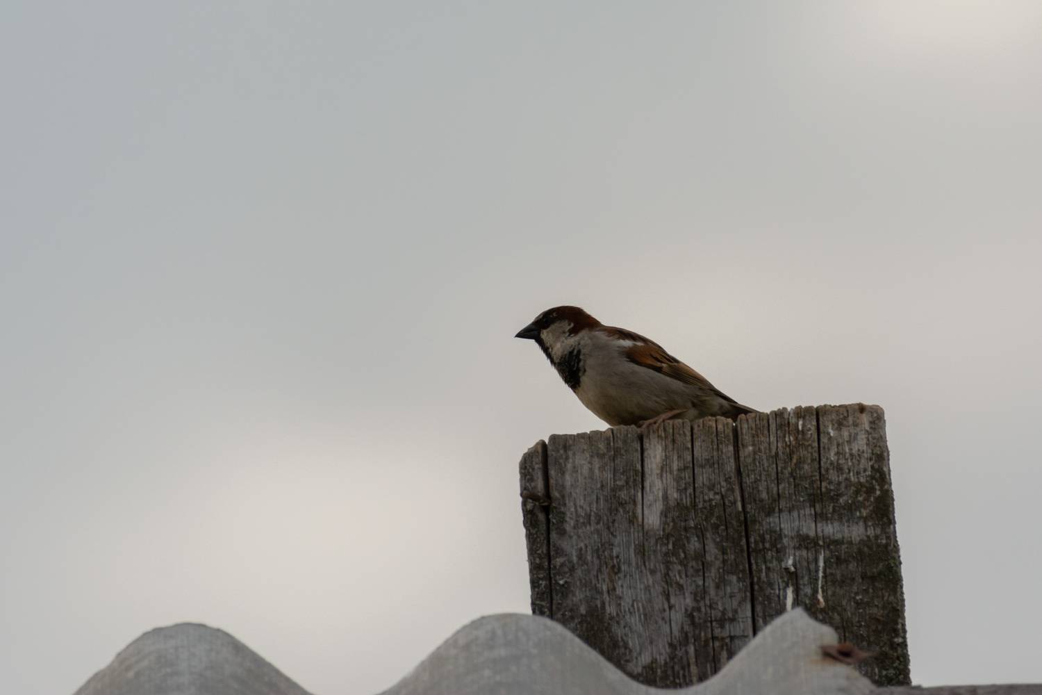 Photo #13694786