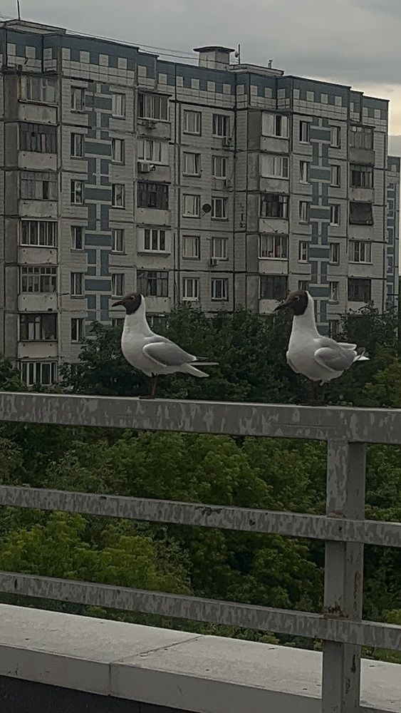 Photograph by Виктория Ляпина