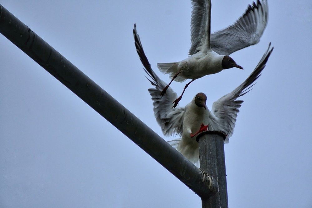 Photograph by Полина Качанова