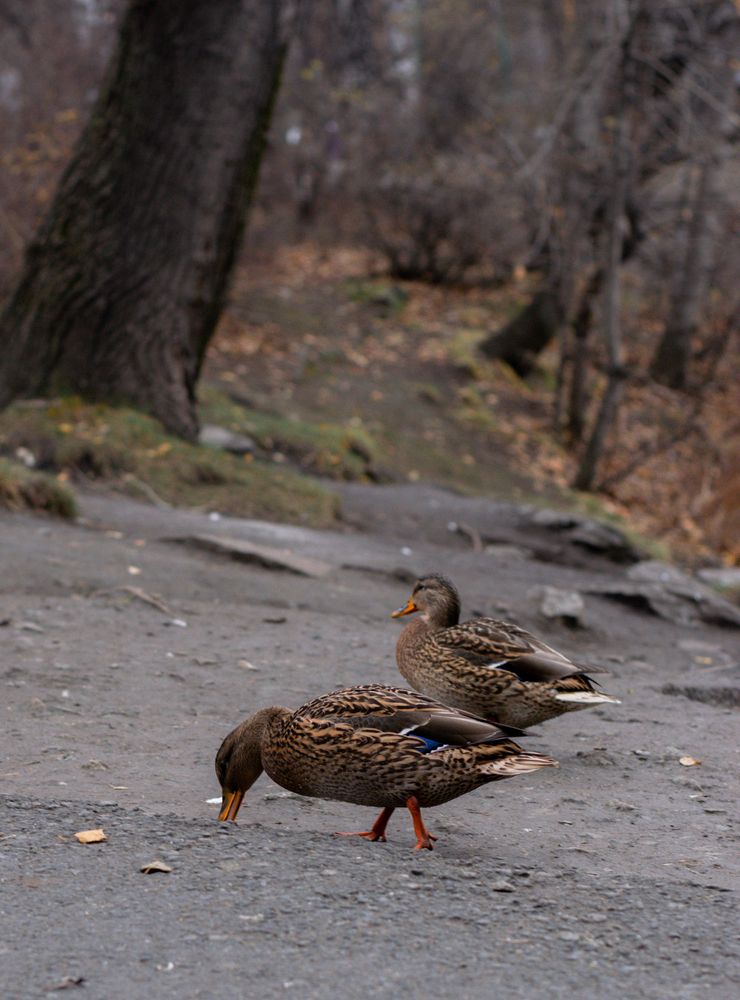 Photograph by Никита Зубов