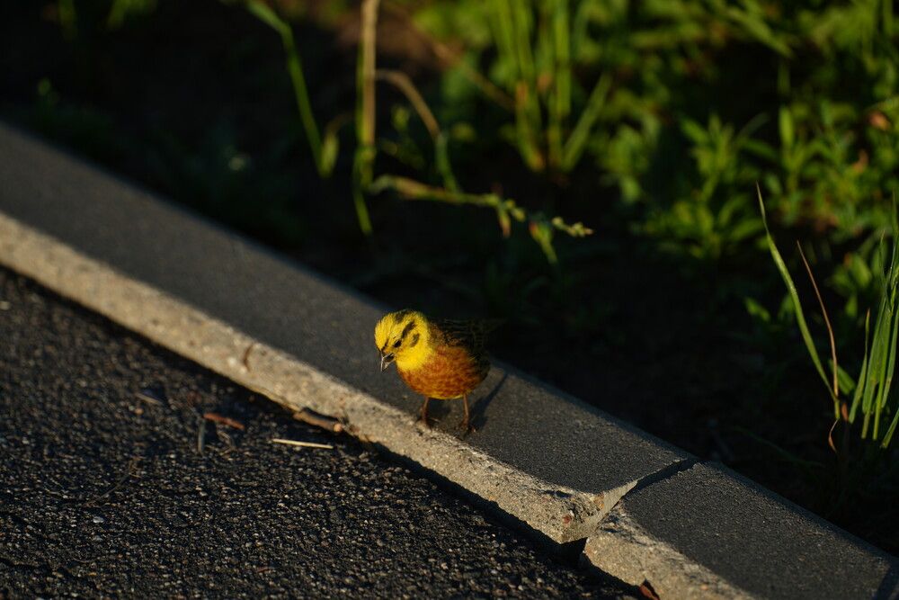 Photograph by Olesya Vladimirova