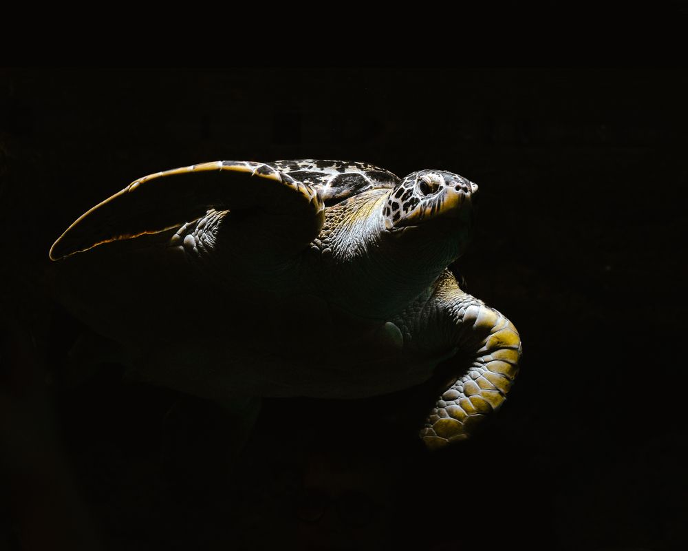 Photograph by Ankit Gupta