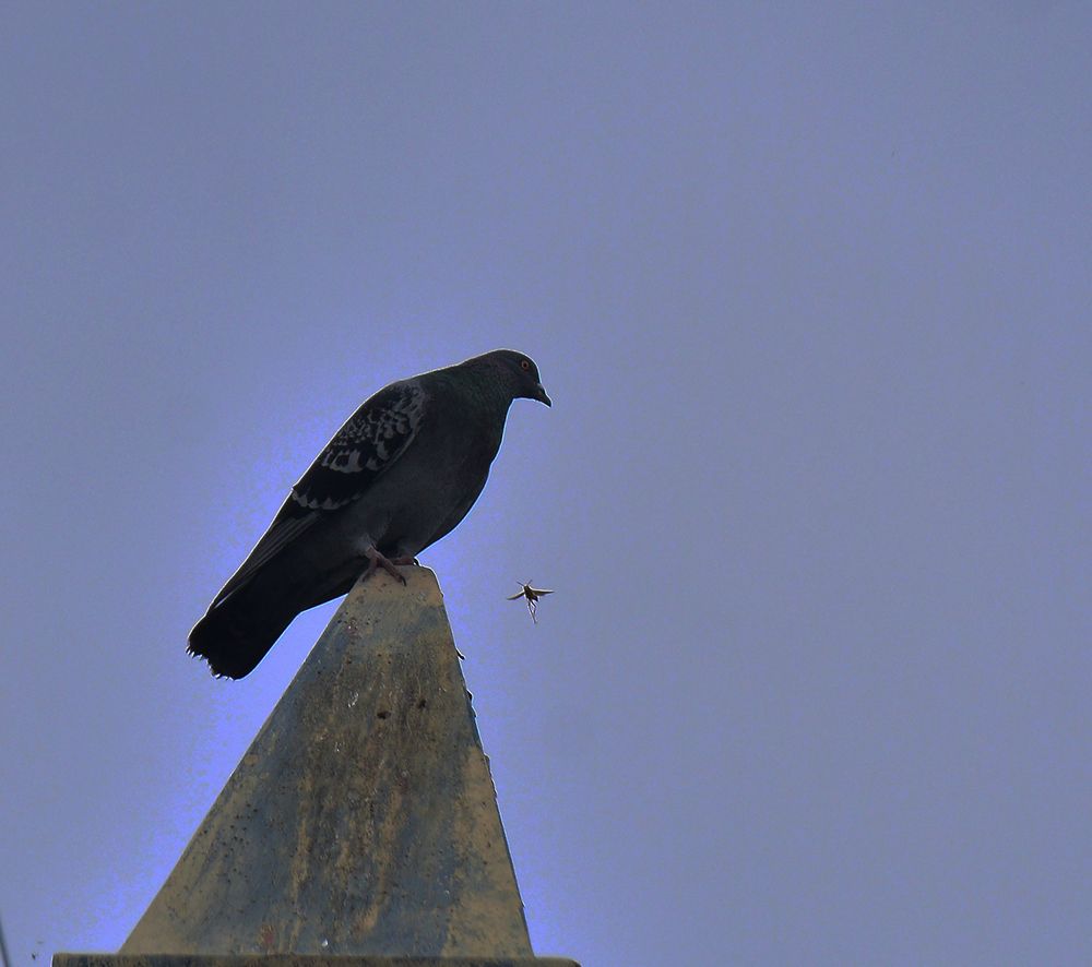 Photograph by Nelly Rond