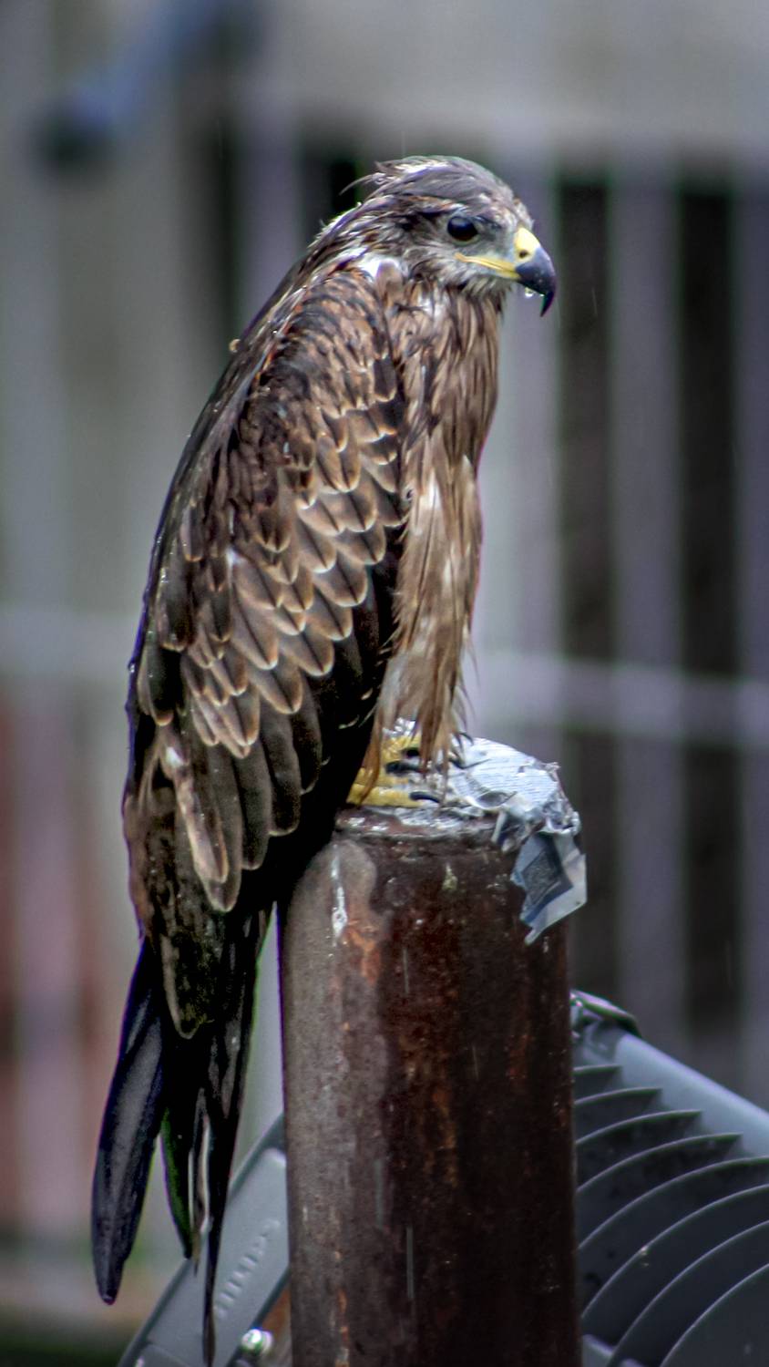 Urban Sentinel: Black Kite in the Rain
