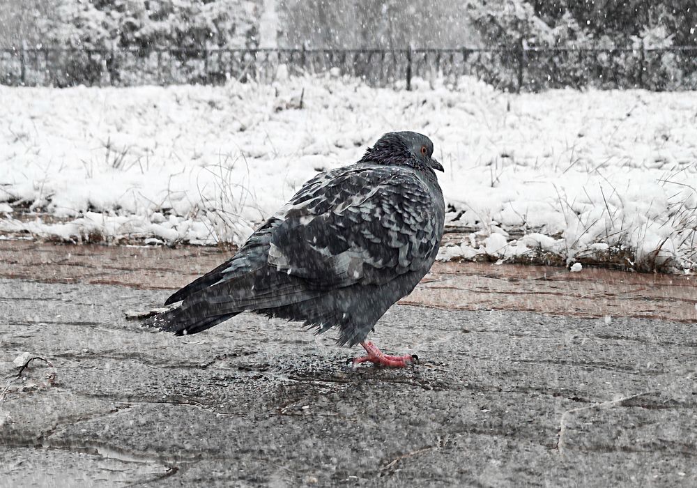Photograph by Мария Чайка