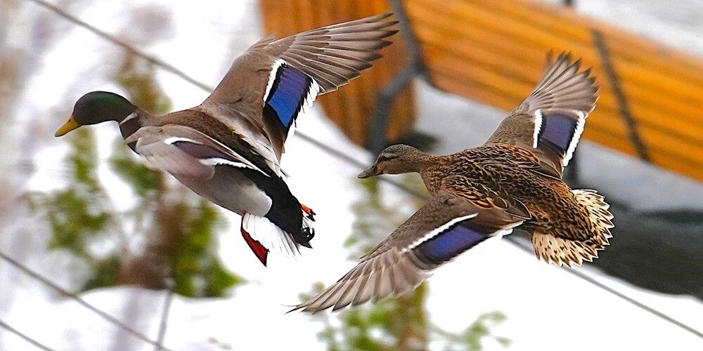 Photograph by Михаил Трусов