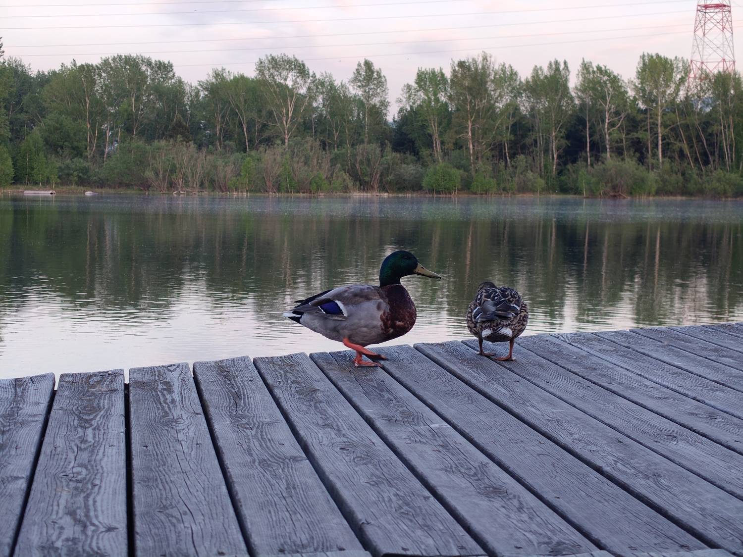 Photo #13695813