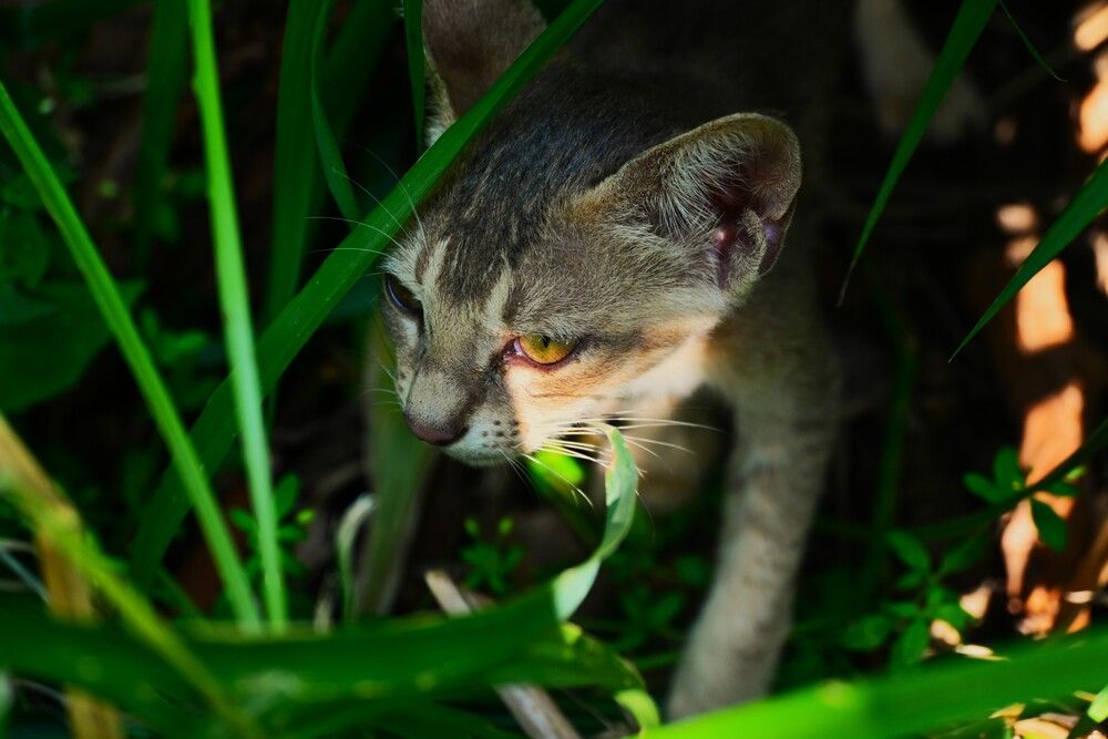 Photo #13695814