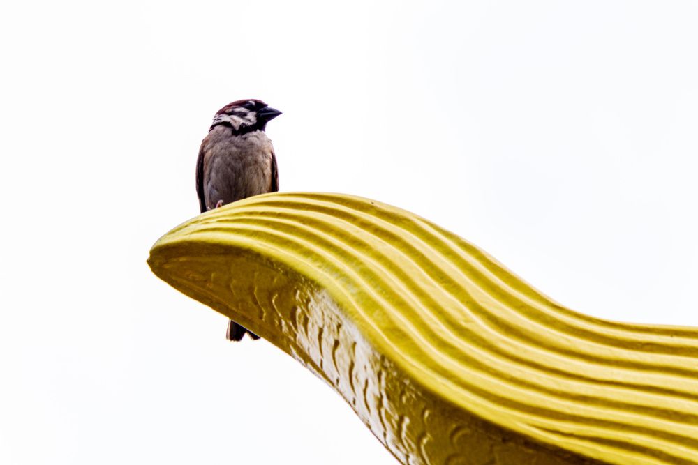 Photograph by NeCoTi ChonTin