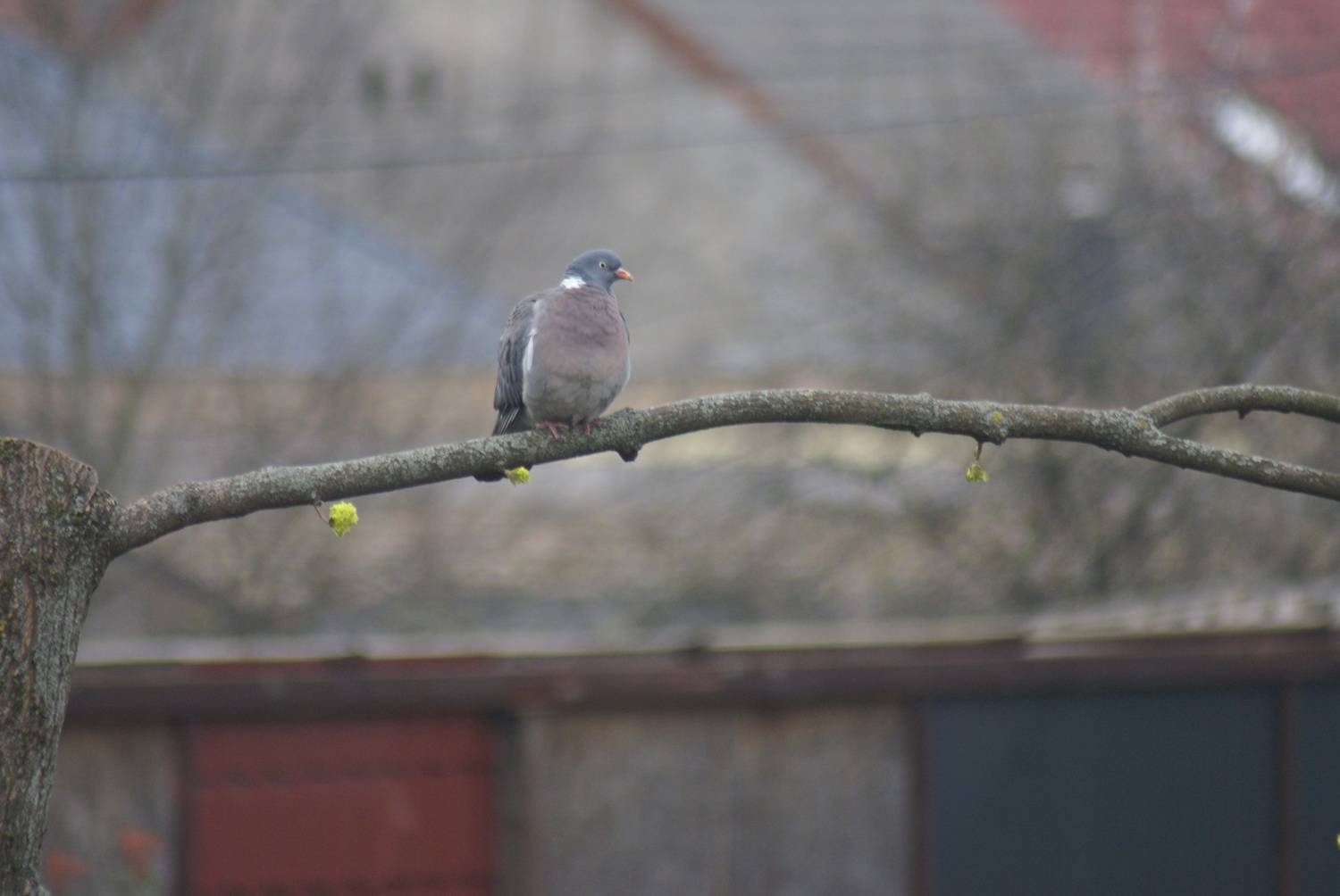 Photo #13695888