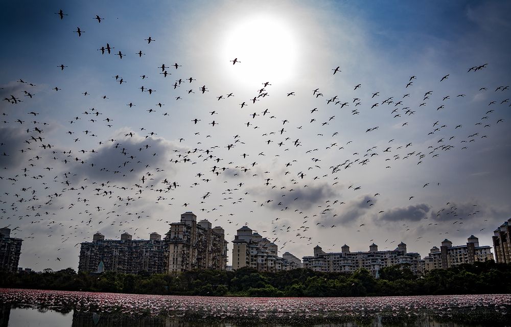 Where Wings Meet the Skyline