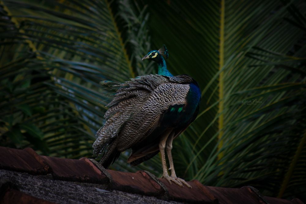 Photograph by Yasith Nimsara