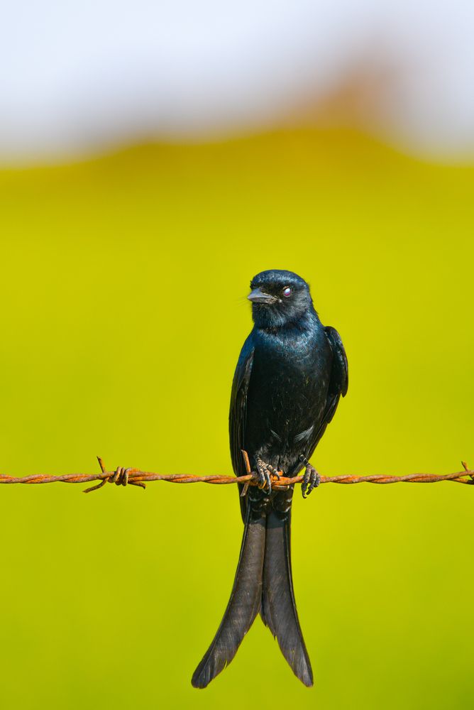 Black Drongo