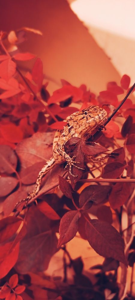 A Garden Lizard on Valentine\'s Day