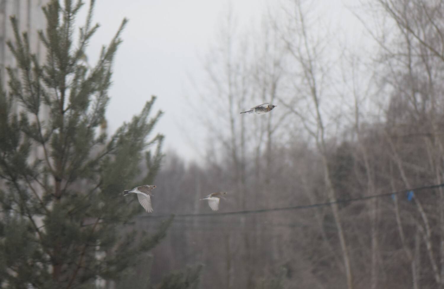 Photo #13696110